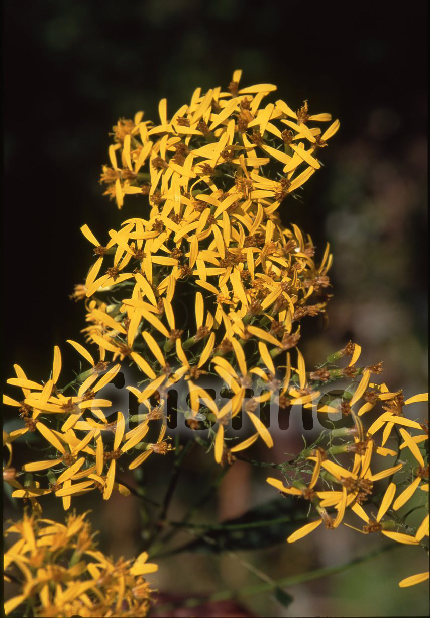 Composita gialla - Senecio fuchsii